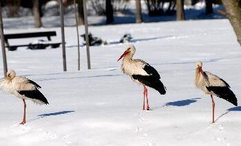 Prieš kelias dienas 3 gandrai braidė po sniegą Anykščių miesto parke. Autoriaus nuotr.