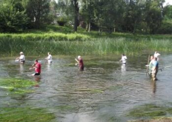 Politikai vandenyje laikėsi saugaus atstumo, nes prieš šienapjūtę buvo supažindinti su saugaus darbo taisyklėmis. Autoriaus nuotr.