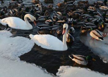 Pulkai ančių ir keliolika gulbių pasilieka žiemoti anykščiuose. Autoriaus nuotr.