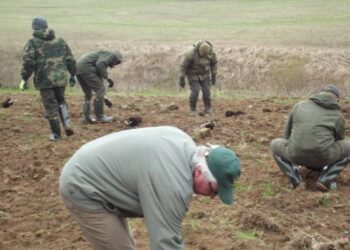 Pavarių girininkijos laukuose pasodinti ąžuolo bandomieji želdiniai vėliau bus atrenkami sėkilinėms plantacijoms.Autoriaus nuotr.