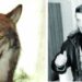 Penkaisdešimt metų medžiojantis Jonas Paliulis - vienintelis medžiotojas, šiemet Anykščių rajone nušovęs vilką.