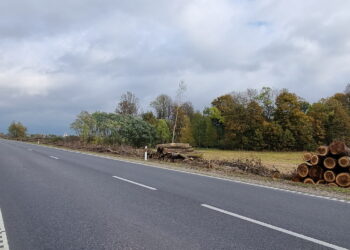 Staškūniškio topolių alėja  mirties bausme nuteista už jos kolegų nusikaltimus.		          Gražinos ŠMIGELSKIENĖS nuotr.