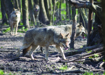 Pernai Anykščių rajone sumedžiotas rekordinis kiekis vilkų. Net dvylika. BNS foto/Kęstutis Vanagas