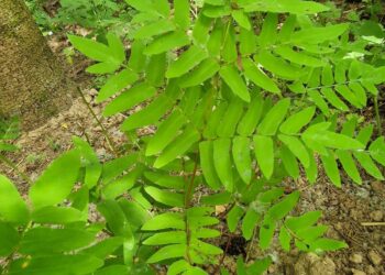 Karališkasis papartis (Osmunda regalis)