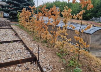 Anykštėnai baisisi džiūstančiais jaunais augalais ir skundžiasi, kad apie Ramybės mikrorajono atnaujinimo projektą nėra išsamesnės informacijos.