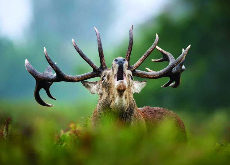 Kauno Tado Ivanausko zoologijos muziejaus nuotr.