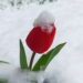 Sniegas „karūnavo“ gėles.
