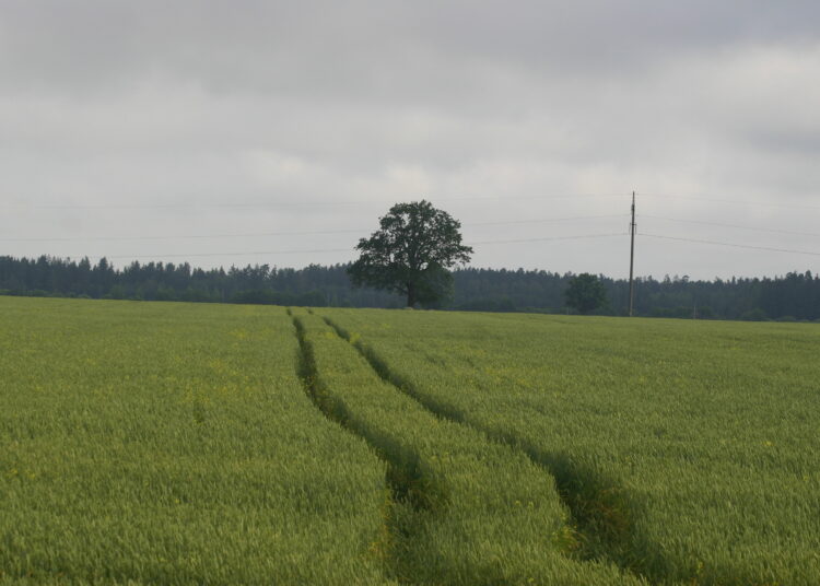 Sigito STRAZDAUSKO nuot.